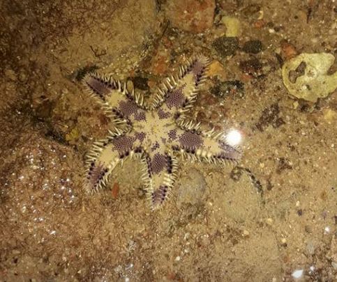 Photo: S. Azulay (Eilat, 2017)\M. Levin (Eilat)