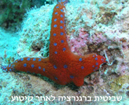Photo: I. Yitzhak