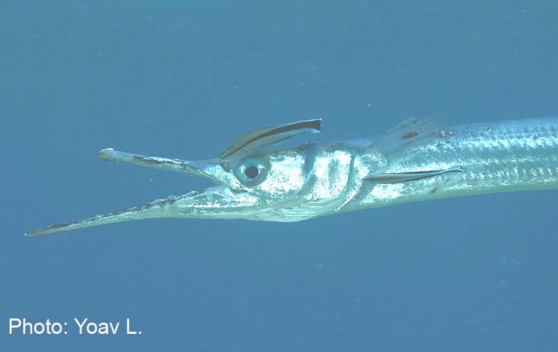Flat needlefish juvenila