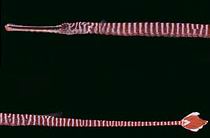 D. multiannulatus
