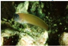 Photo: Randall, Fishbase (Eilat)
