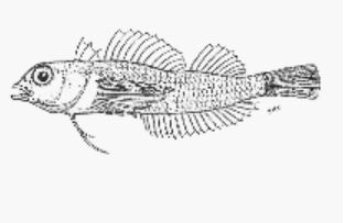 Photo: FishBase \ Witrz (Fishbase)