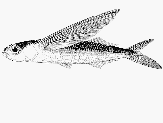 Exocoetus