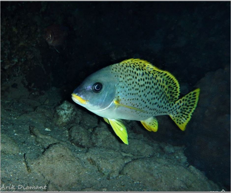 Photo: A. Diamant (Eilat)