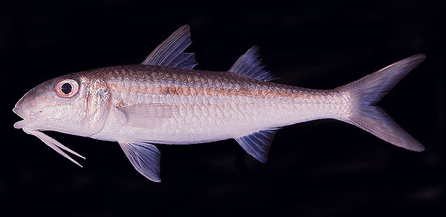 Photo: JE Randall, Fish base/ Unknown_Eilat