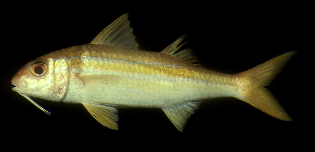 Photo: J. Randall FishBase