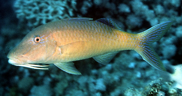 Photo: JE Randall, Fish base\ J. Dafni (Eilat)