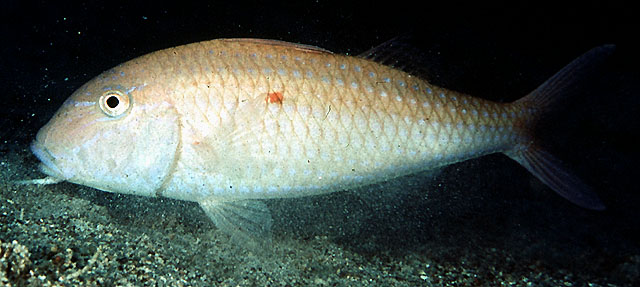 Photo: J. Randall (Fishbase)