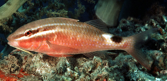 Photo: J. Randall (Fishbase)/I. Alvaro (Eilat)