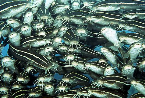 Photo: J. Randall, FishBase/ J. Dafni (Eilat 2016)