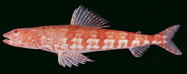 Photo: JE Randall/HUJ 15157 Eilat Baranes& Golani1993