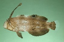 Photo: J.E. Randall, FishBase