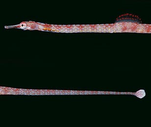Corythichthys nigripetus