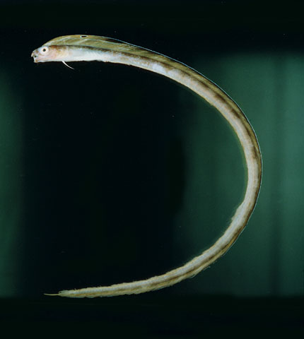Photo: JE. Randall (fishBase) /Eilati divers Faraj, Omessi, Sigala
