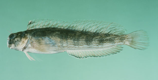 Photo: Randall (Fishbase Eilat)