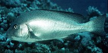 Photo: J.E. Randall, Fishbase\ M. Levin