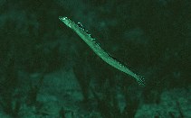 Trachinotus nikii