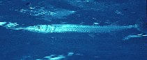 tn_Tycho_u0.jpg