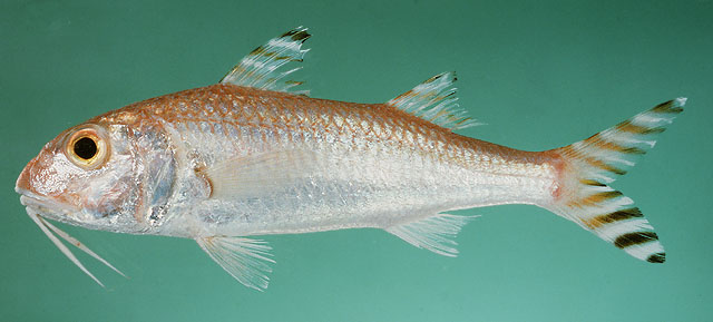 Photo: J. Randall (Fishbase)/ D. Darom (Eilat)