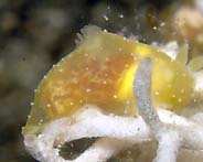 Gymnodoris citrina.jpg