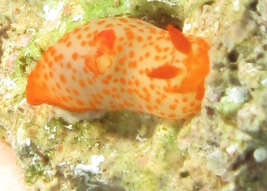 Gymnodoris sp_3_Keren_Levy.JPG