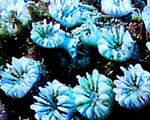 Photo: R. Cohen; Click for a larger picture
