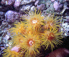 Photo: Z. Dubinsky; Click for a larger picture