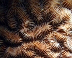 Photo: J. Dafni; Click to the Meandrinidae