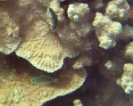 Photo: J. Dafni. Click for a larger picture