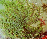 Megalactis * Photo: M. Levin