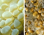 Photo: A. Colorni (L) Dubinsky (R); Click for larger picture