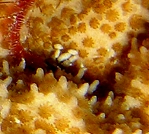 Photo: J. Dafni; Click for a larger picture