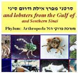 ����� ������ ���� ����<>Guide to Eilat Gulf Crabs&Lobsters