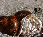 ����� ���� <>Hermit crab