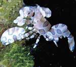 ������<>Harlequin shrimp 
