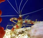 ���� ���� <> Cleaner shrimp