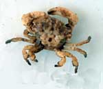  ���� <> Xantho sp.