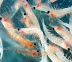 ������<> Krill