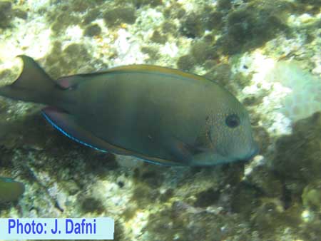 Brown Surgeonfish