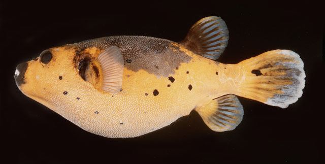 Photo: J. Randal (Samoa FishBase)