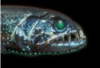 Astronesthes martensi