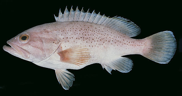 Photo: JE Randall Fishbase