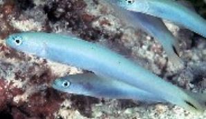 JE Randall_Kiribati\ R.Field (Fishbase, Jedda)