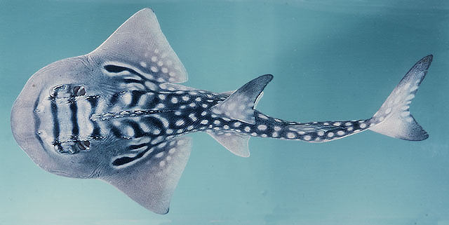 Photo: CSIRO - Fish base\ Randall (FishBase)
