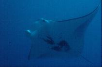 Photo: J. E. Randall, FishBase