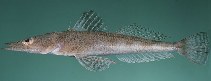 Photo: J.E. Randall, FishBase