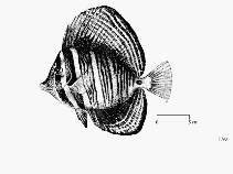 Photo: FAO, FishBase\ K. Levy