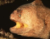 tn_Gynud_u2.JPG