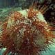  a typical sea-urchin - 