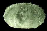Decalcified sea-urchin skelton